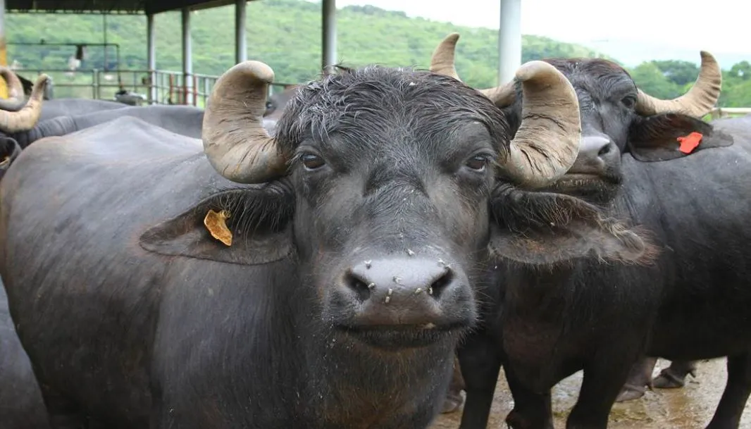 बरेली: बिजली का तार टूटने से तालाब में दौड़ा करंट,12 भैंसों की मौत