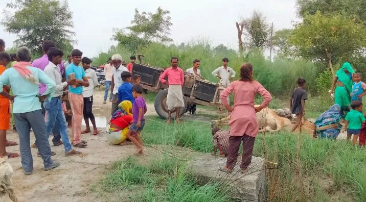 बदायूं: करंट की चपेट में आने से फिर हुई बैल की मौत, ग्रामीणों में आक्रोश