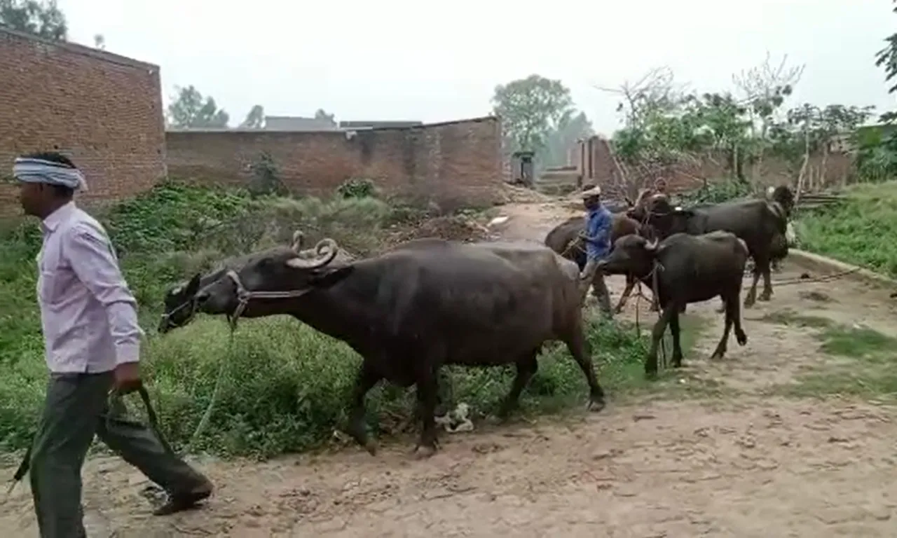 बरेली: दबंगों के खौफ से डरा परिवार, जानवरों के साथ पलायन करने को मजबूर