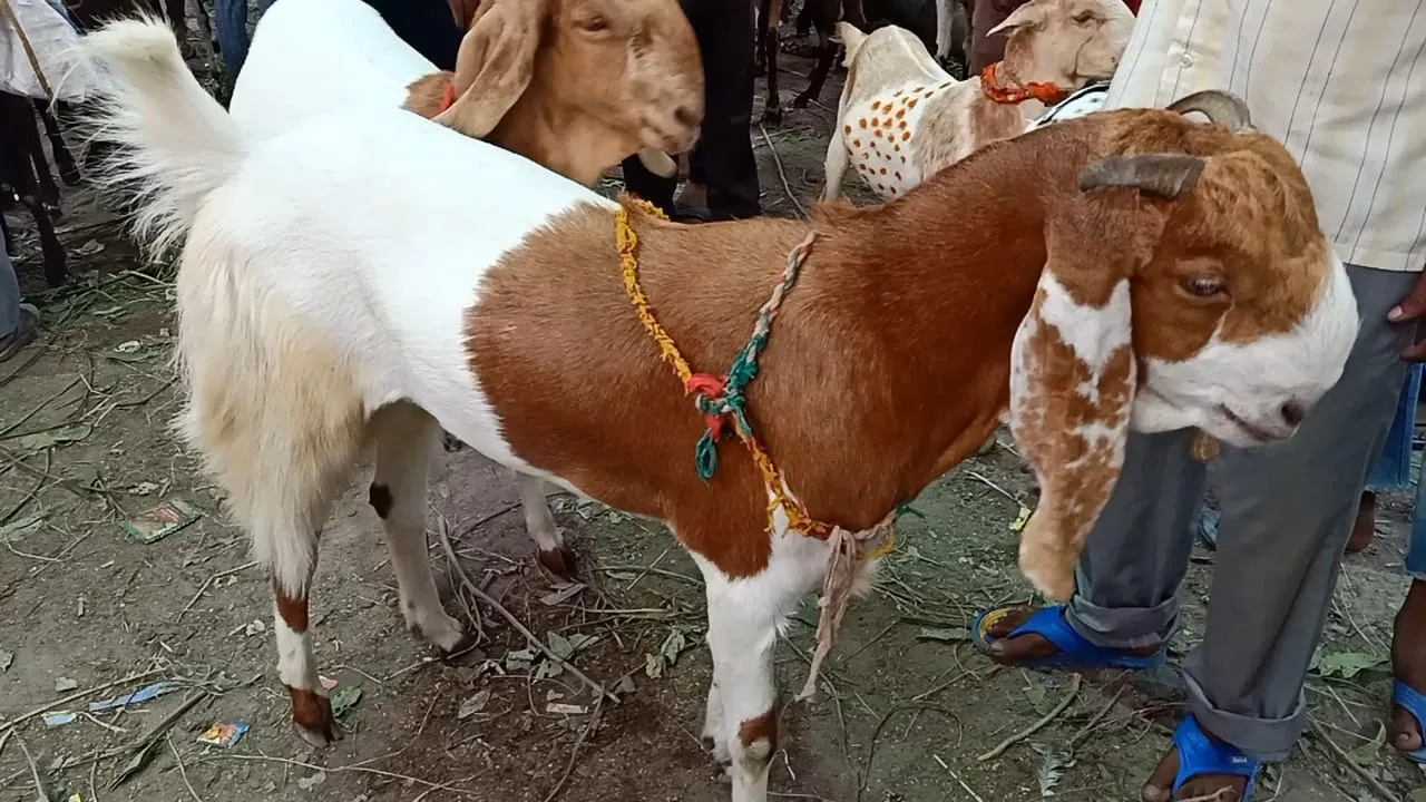 बरेली: बकरीद से पहले सजा बकरों का बाजार, 80 हजार के ‘सुल्तान’ को खरीदार का इंतजार