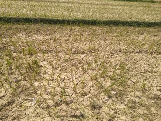 बहराइच : कम बारिश से 30 प्रतिशत घटेगी धान की पैदावार, पढ़िए क्या कहते हैं कृषि वैज्ञानिक