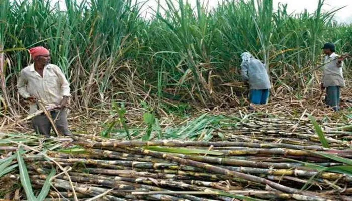 आजमगढ़ : एमडी के आदेश को मिल प्रबंधन ने किया नजरअंदाज, किसानों का खेती से हो रहा मोह भंग