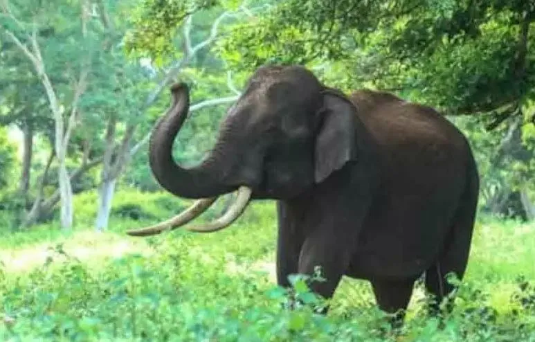 छत्तीसगढ़: हाथी के हमले से युवक की मौत, दो भाई बाल बाल बचे