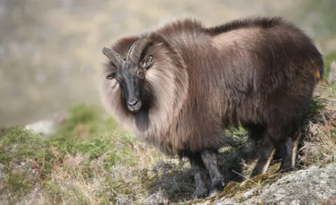 नैनीताल चिड़ियाघर में दार्जिलिंग चिड़ियाघर से लाया जाएगा नर और मादा हिमालयी थार का जोड़ा