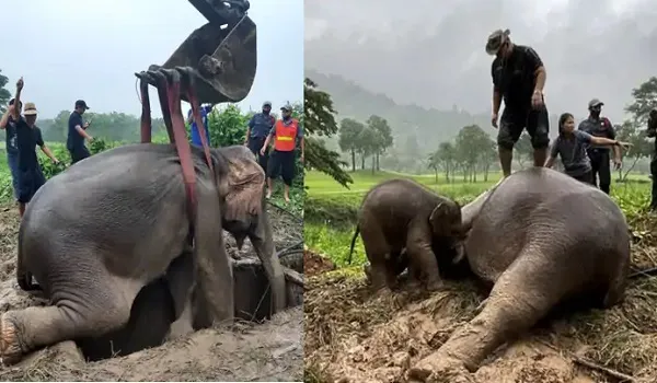 थाईलैंड : बच्चे को बचाने के लिए हथिनी ने लगाई जान की बाजी, देखें वीडियो