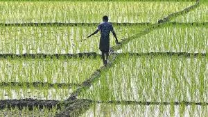 गरमपानी: प्लास्टिक की पन्नी के सहारे खेतों तक पहुंचाया जा रहा पानी