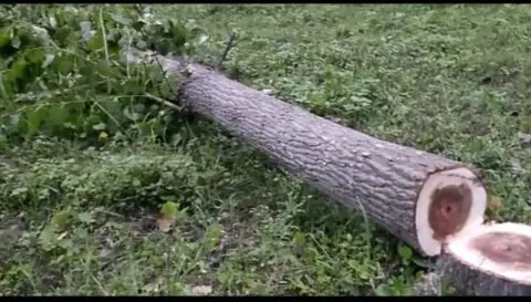 किच्छा: तस्करों ने फिर काटे पॉपुलर के पेड़, पकड़ से बाहर