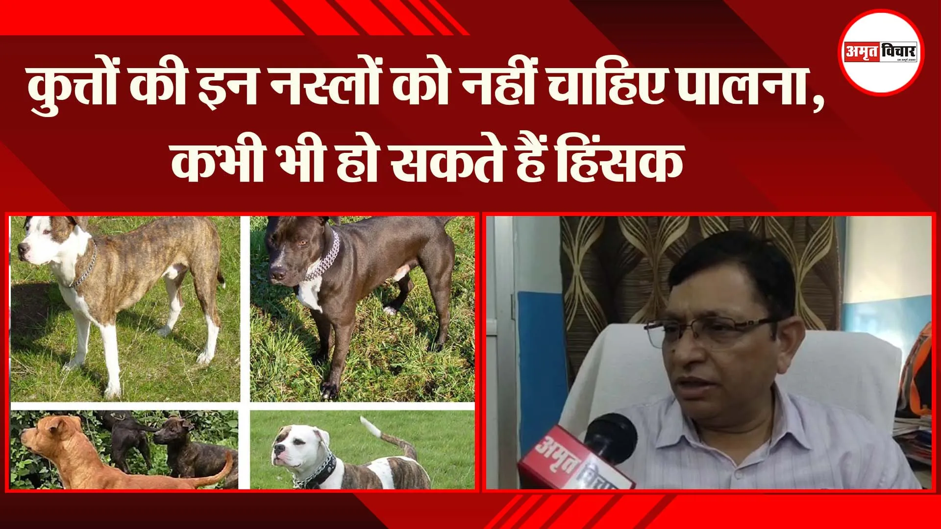 लखनऊ : कुत्तों की इन नस्लों को नहीं चाहिए पालना, कभी भी हो सकते हैं हिंसक