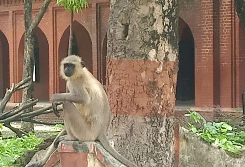 बरेली: बंदरों के आतंक से निपटने के लिए शहर में छोड़े गए लंगूर