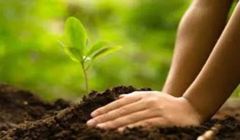 हल्द्वानी: हरेला पर्व पर पौधरोपण करने को आगे आए लोग, कहीं रोपे औषधीय पौधे तो कहीं फलदार