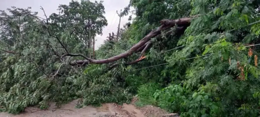 बुलंदशहर : चलते वाहन पर गिरा पेड़, चार सवारियां घायल