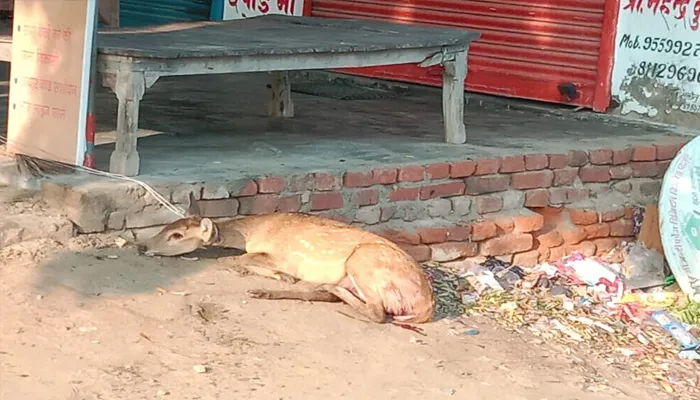 रायबरेली: हिरण के बच्चे को कुत्तों ने नोंच कर मार डाला