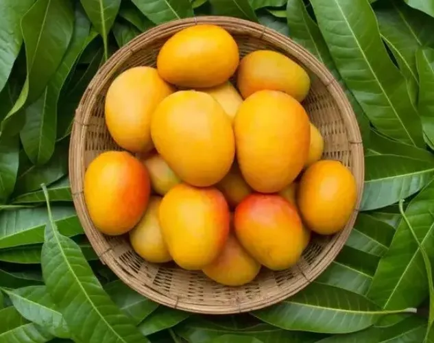 बांग्लादेश की प्रधानमंत्री ने असम के मुख्यमंत्री को आम उपहारस्वरूप भेजे