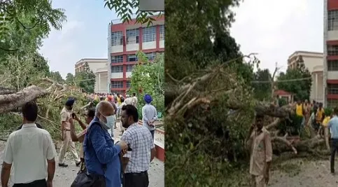 चंडीगढ़ में स्कूल परिसर में पेड़ गिरने से एक छात्र की मौत, 18 अन्य घायल