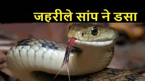 खटीमा में सांप के डसने से पूर्व सैनिक की मौत