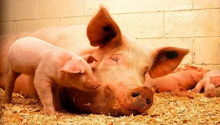 लखनऊ : फैजुल्लागंज में मृत पाए गए सूअरों में अफ्रीकन स्वाइन फीवर की पुष्टि, एडवाइजरी जारी