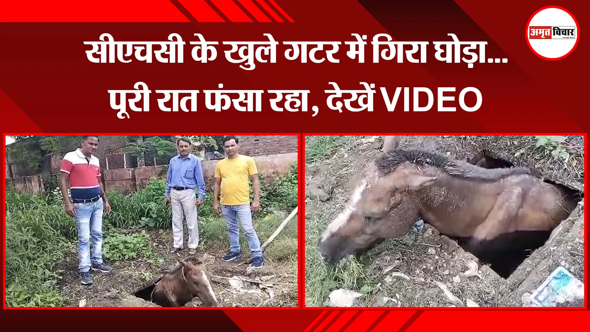 बरेली: सीएचसी के खुले गटर में गिरा घोड़ा…पूरी रात फंसा रहा, देखें VIDEO