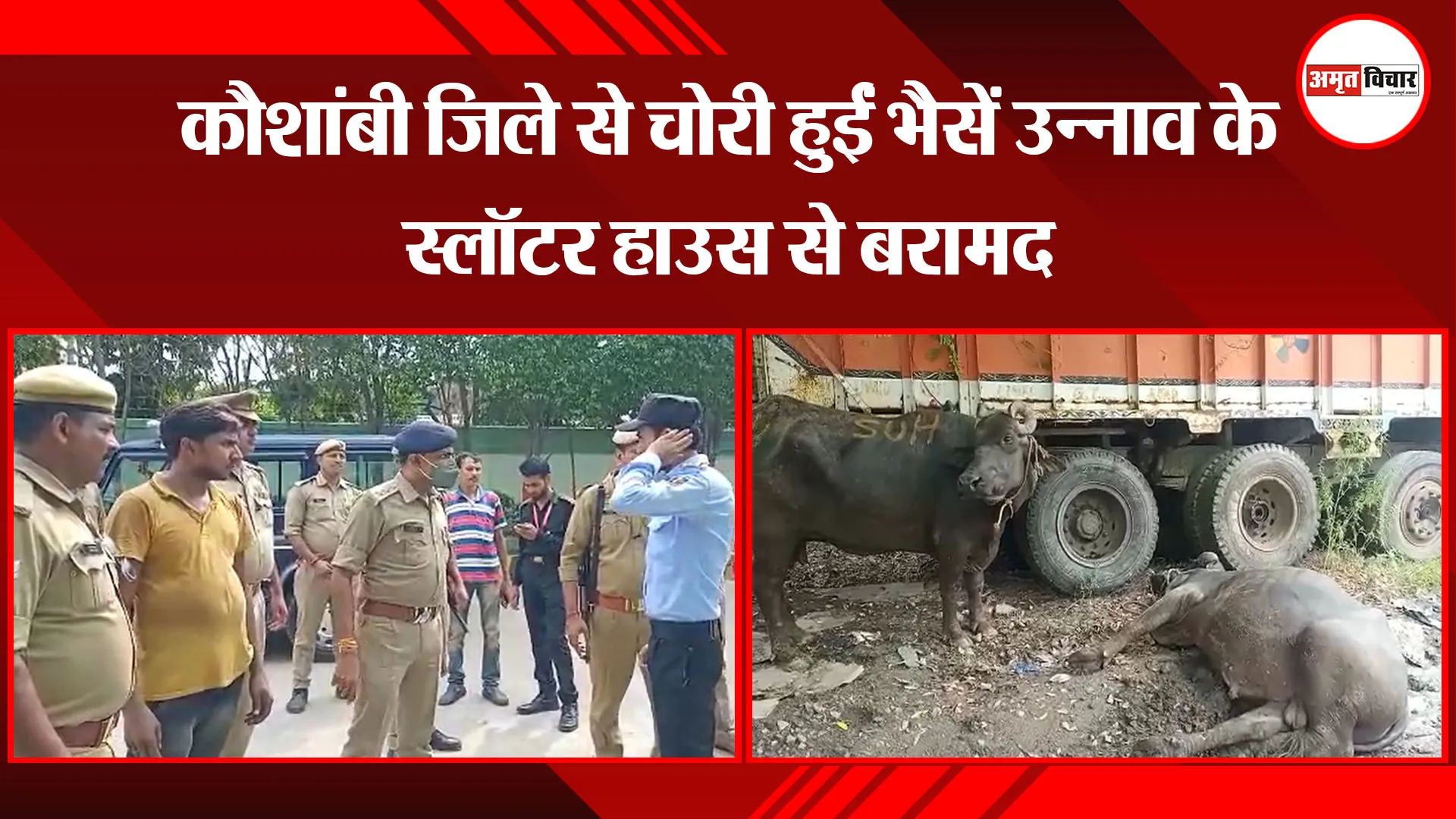 उन्नाव: कौशांबी जिले से चोरी हुईं भैसें उन्नाव के स्लॉटर हाउस से बरामद