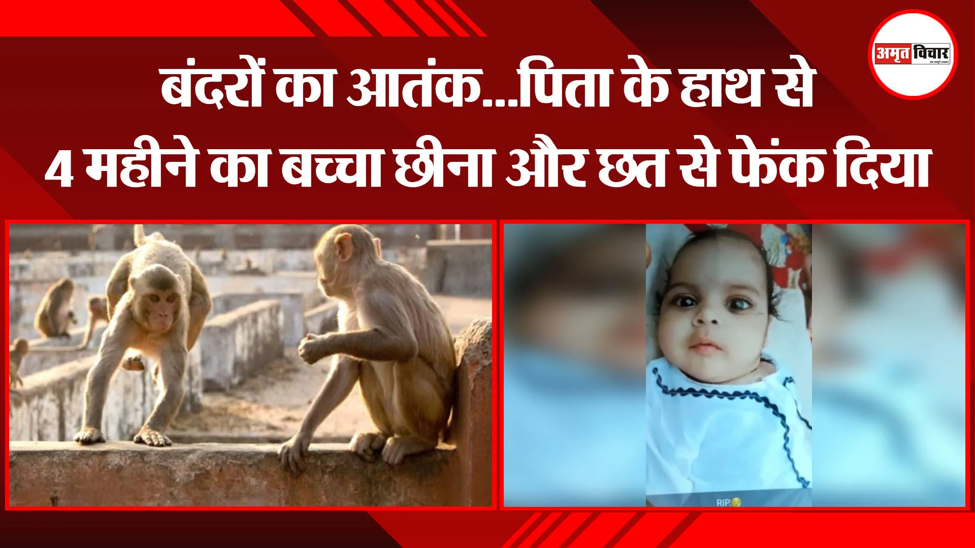 बरेली: बंदरों का आतंक…पिता के हाथ से 4 महीने का बच्चा छीना और छत से फेंक दिया