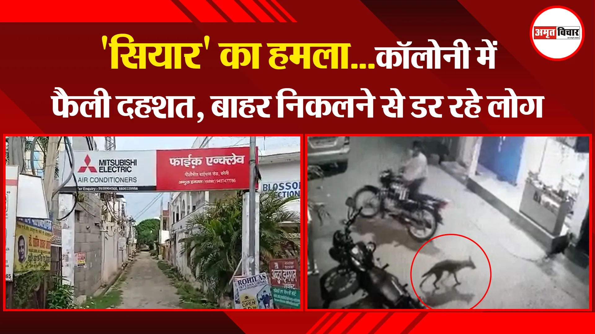 बरेली: ‘सियार’ का हमला…कॉलोनी में फैली दहशत, बाहर निकलने से डर रहे लोग
