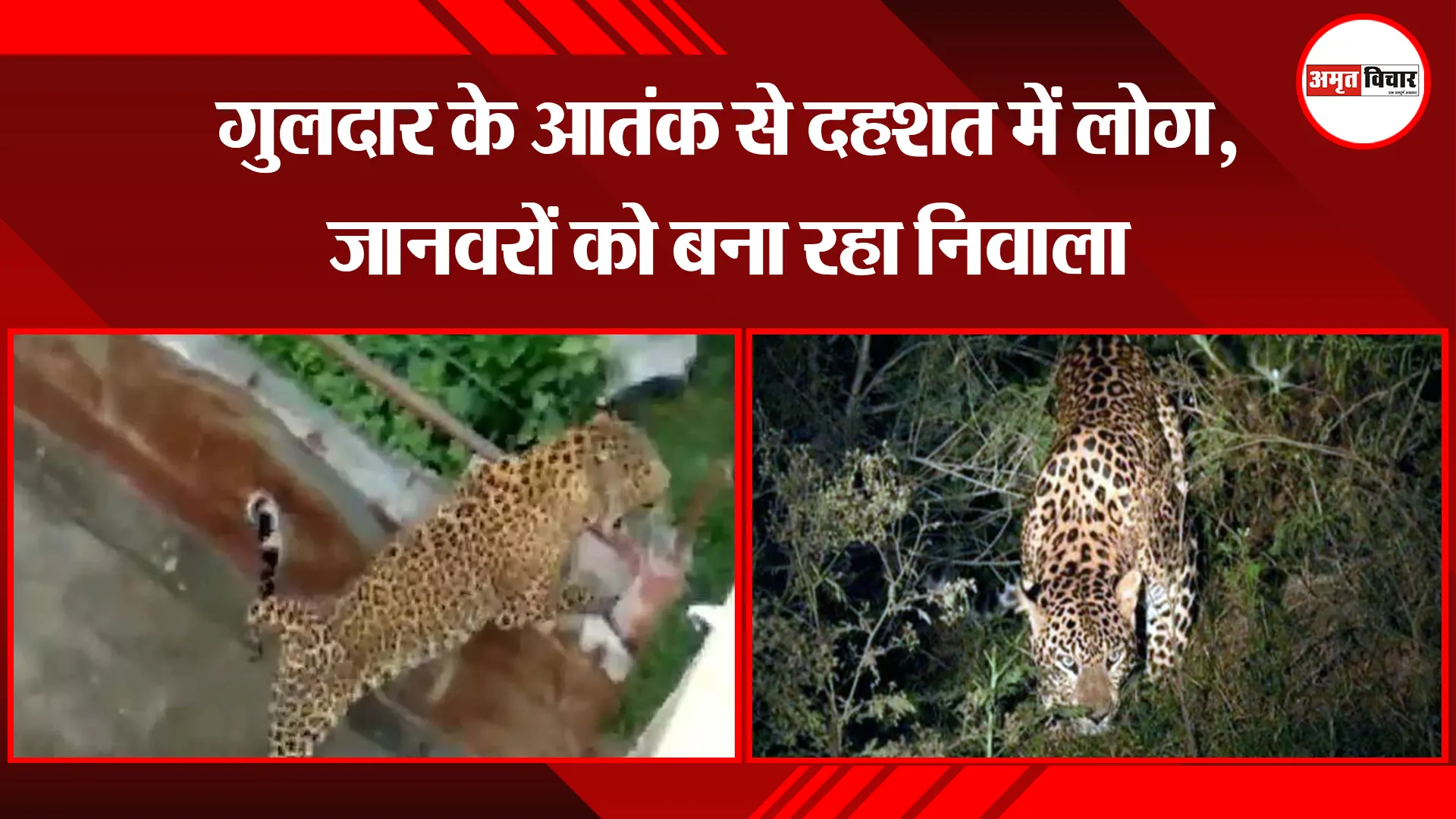 अल्मोड़ा: गुलदार के आतंक से दहशत में लोग, जानवरों को बना रहा निवाला