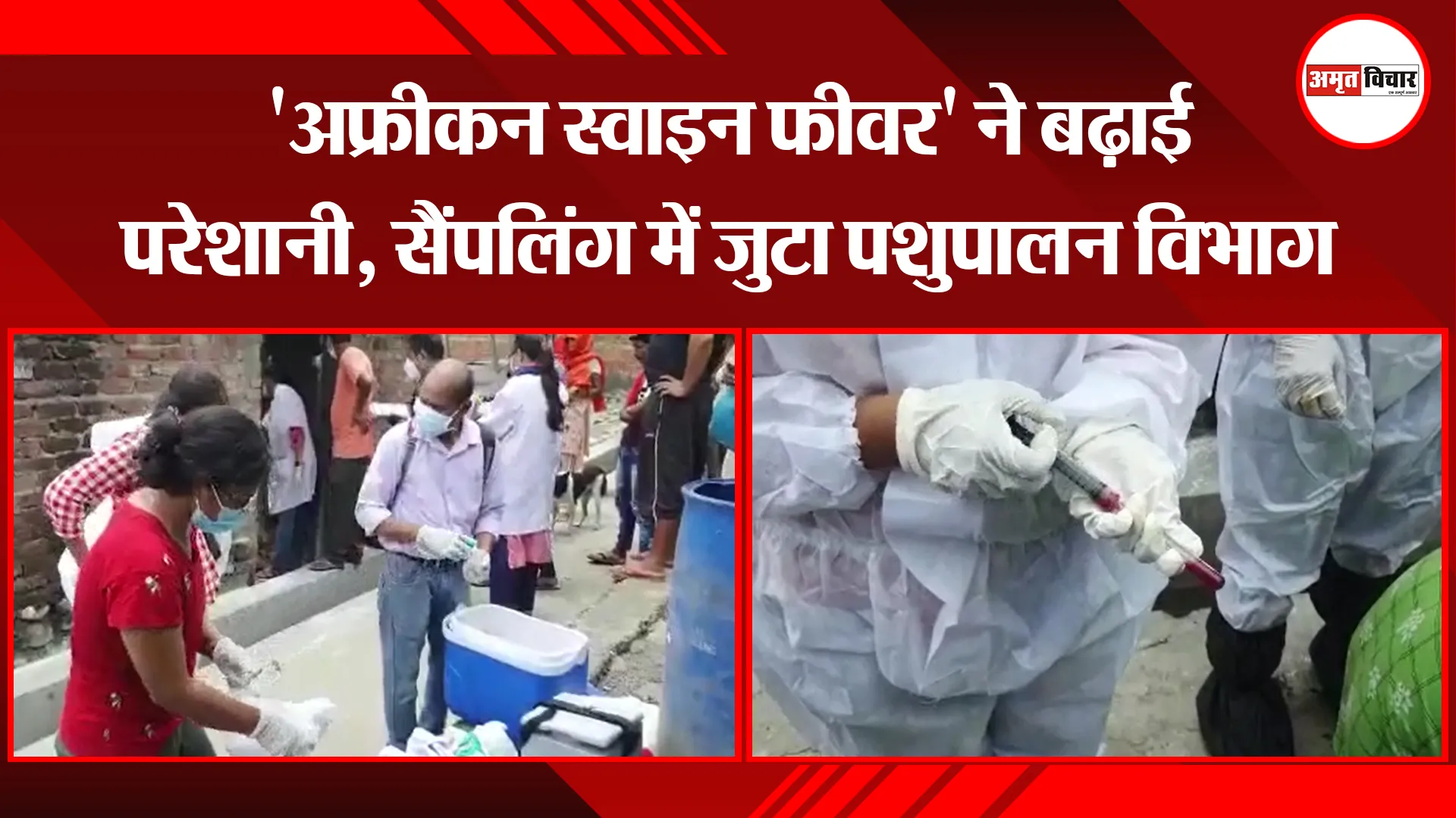 हल्द्वानी: ‘अफ्रीकन स्वाइन फीवर’ ने बढ़ाई परेशानी, सैंपलिंग में जुटा पशुपालन विभाग