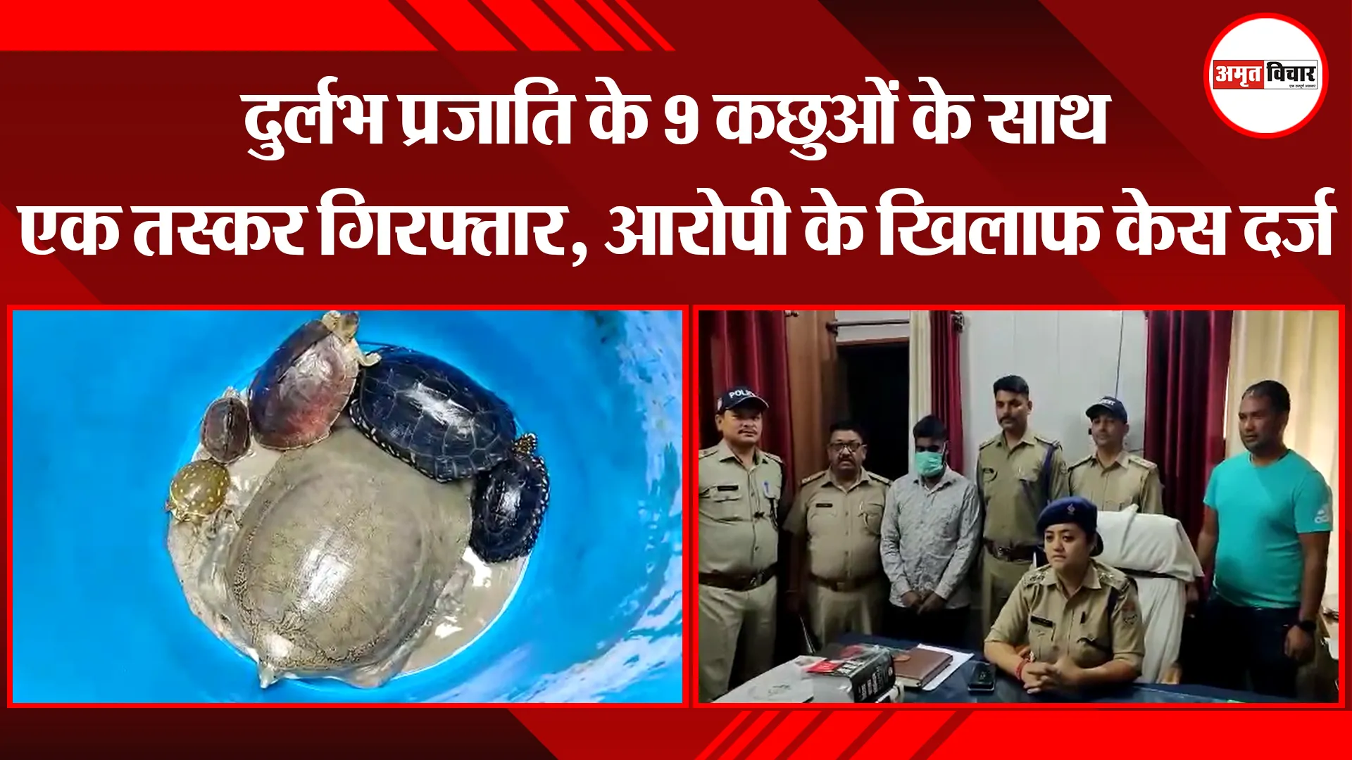 बाजपुर: दुर्लभ प्रजाति के 9 कछुओं के साथ एक तस्कर गिरफ्तार, आरोपी के खिलाफ केस दर्ज