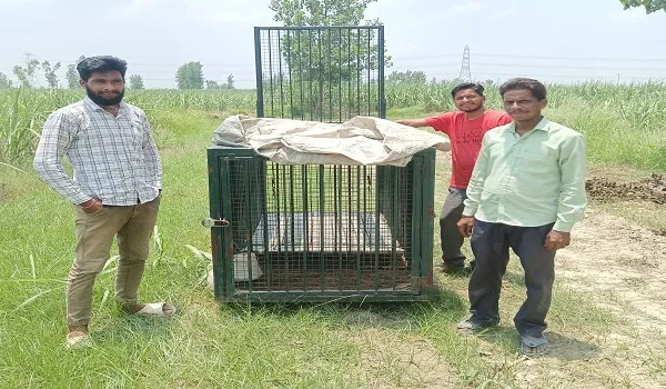 रामपुर : शिकारपुर के जंगल में तेंदुए की दहशत बरकरार, दस दिन बाद भी खाली रखा है पिंजरा