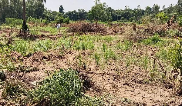 अमरोहा: पेड़ों को काटकर कब्रिस्तान पर चलाया बुलडोजर