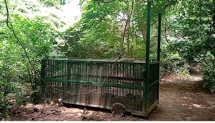 अयोध्या: तेंदुआ नहीं किसी और हिंसक जानवर के हैं पदचिह्न, डीएफओ बोले- रात में निकलने से बचें