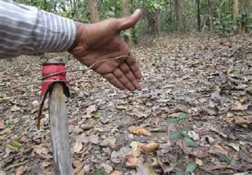 छत्तीसगढ़ : जंगल में शिकार के लिए बिछाए गए बिजली के तार, करंट की चपेट में आने से तीन ग्रामीणों की मौत