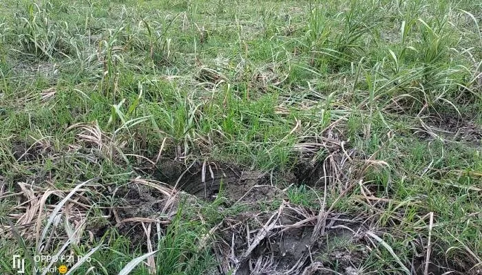 बहराइच में हाथियों का आतंक, रौंदी 55 बीघा फसल, वन विभाग बेबस, किसान परेशान