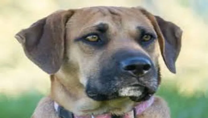 अयोध्या: पालतू कुत्ते के प्रति अनोखा प्रेम! मौत पर निकाली शव यात्रा, नम आंखों से दी श्रद्धांजलि