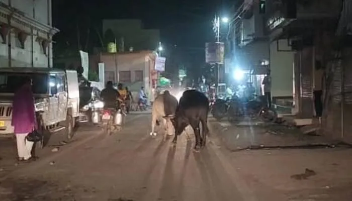 बहराइच: सड़क पर लड़ रहे सांड़, आफत में राहगीरों की जान