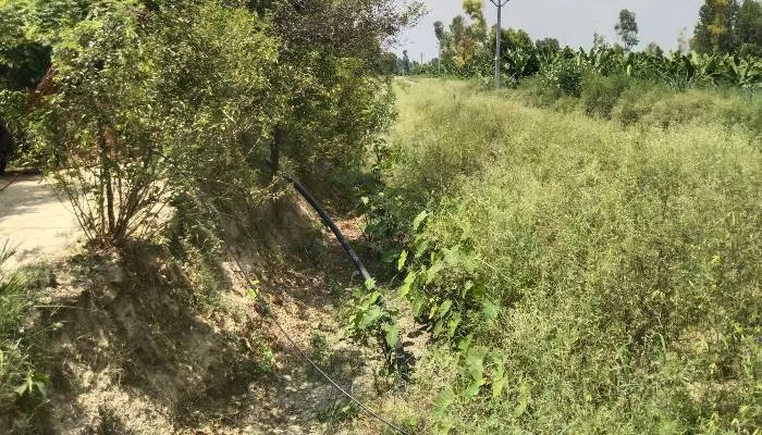सीतापुर: माइनर में उगी झाड़ियां, 20 से ज्यादा गांवों के किसान प्रभावित