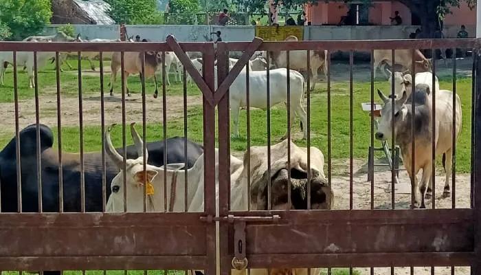 बहराइच: छुट्टा मवेशियों से परेशान होकर सपसा गांव के लोगों ने उठाया यह बड़ा कदम, पुलिस के इस कदम से माने ग्रामीण