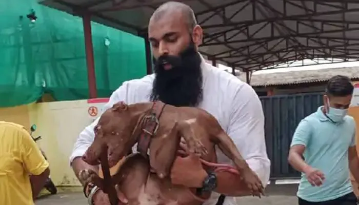 लखनऊ: मालकिन को मारने वाले पिटबुल को नगर निगम ने लौटाया, मेनका गांधी ने किया था फोन