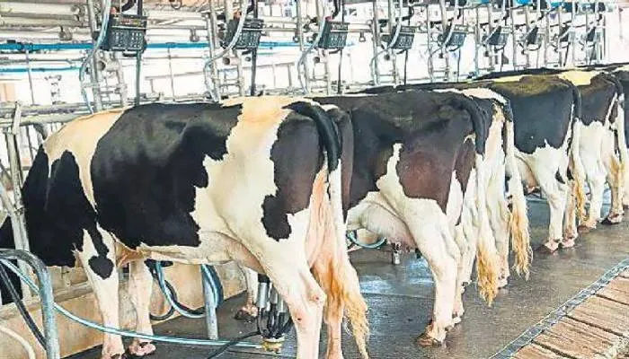 गोरखपुर: पूर्वांचल में पशुपालन व दुग्ध उद्योग को बढ़ावा देने के लिये योगी सरकार ने उठाया यह बड़ा कदम