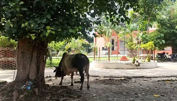 अयोध्या: बीकापुर तहसील परिसर में आवारा पशुओं ने जमाया अड्डा