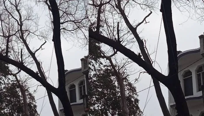 अयोध्या: हादसे को दावत दे रहा सूखा व जर्जर पेड़, वन विभाग नहीं दे रहा है ध्यान
