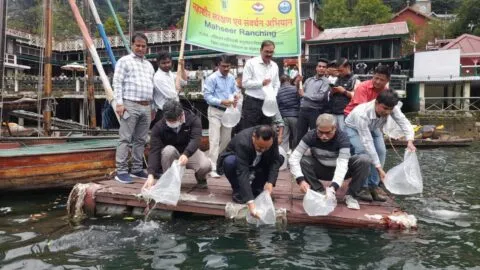 नैनीताल: नैनी झील में महाशीर मछली के 10 हजार बीज डाले, जिलाधिकारी ने झीलों के संवर्धन के लिए कही यह बात
