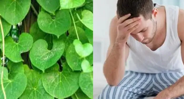 गिलोय के फायदे जानकर रह जाएंगे हैरान, पुरुषों की इन समस्याओं को करता हैं दूर