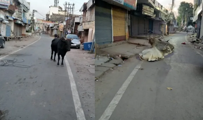 बहराइच: शहर की सड़कों पर छुट्टा मवेशी बन रहे हादसे का शिकार