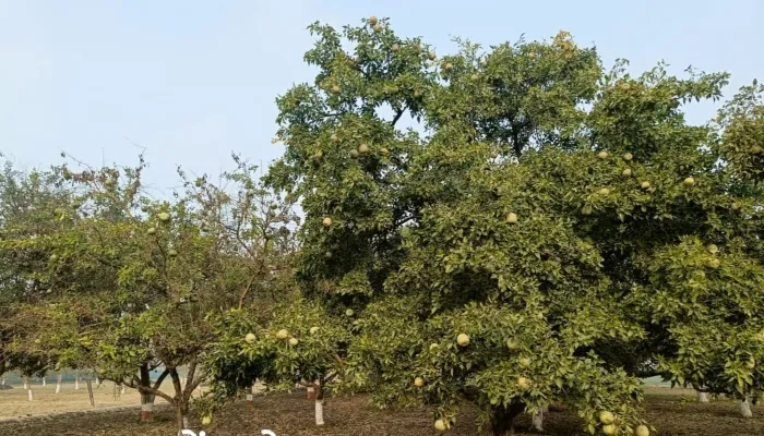 अयोध्या: नरेंद्र प्रजाति का बेल लगा कर किसान हो सकते हैं मालामाल