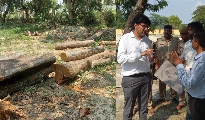 अयोध्या: विवि में ठेकेदार ने काटे करीब 24 प्रतिबंधित पेड़, डीएफओ ने कार्रवाई के दिये निर्देश