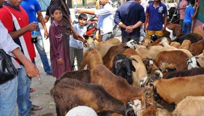 आगरा: बकरीद में बकरों की सजी बाजार, मुस्लिम समाज के लोगों के द्वारा शांति के साथ त्यौहार मनाने की अपील