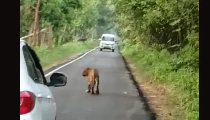 बहराइच: वाहनों के बीच सड़क पर चलने लगा तेंदुआ, थमे पहिए