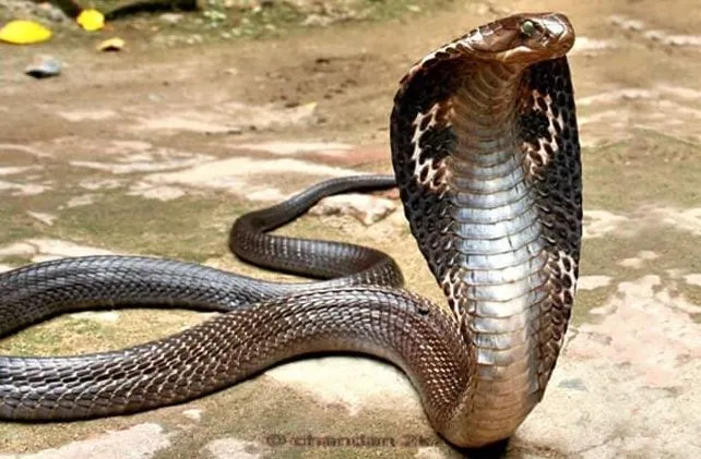 Video: जंगल में कोबरा को इस सिपाही ने खिलौने की तरह पकड़ा, वीडियो देख कांप जाएगी रूह