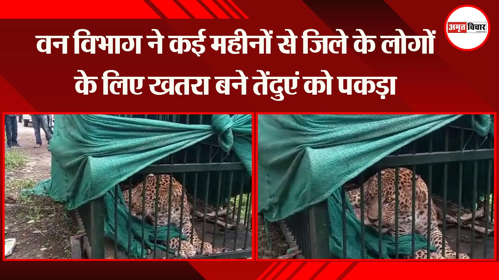 अयोध्या: वन विभाग ने कई महीनों से जिले के लोगों के लिए खतरा बने तेंदुए  को पकड़ा