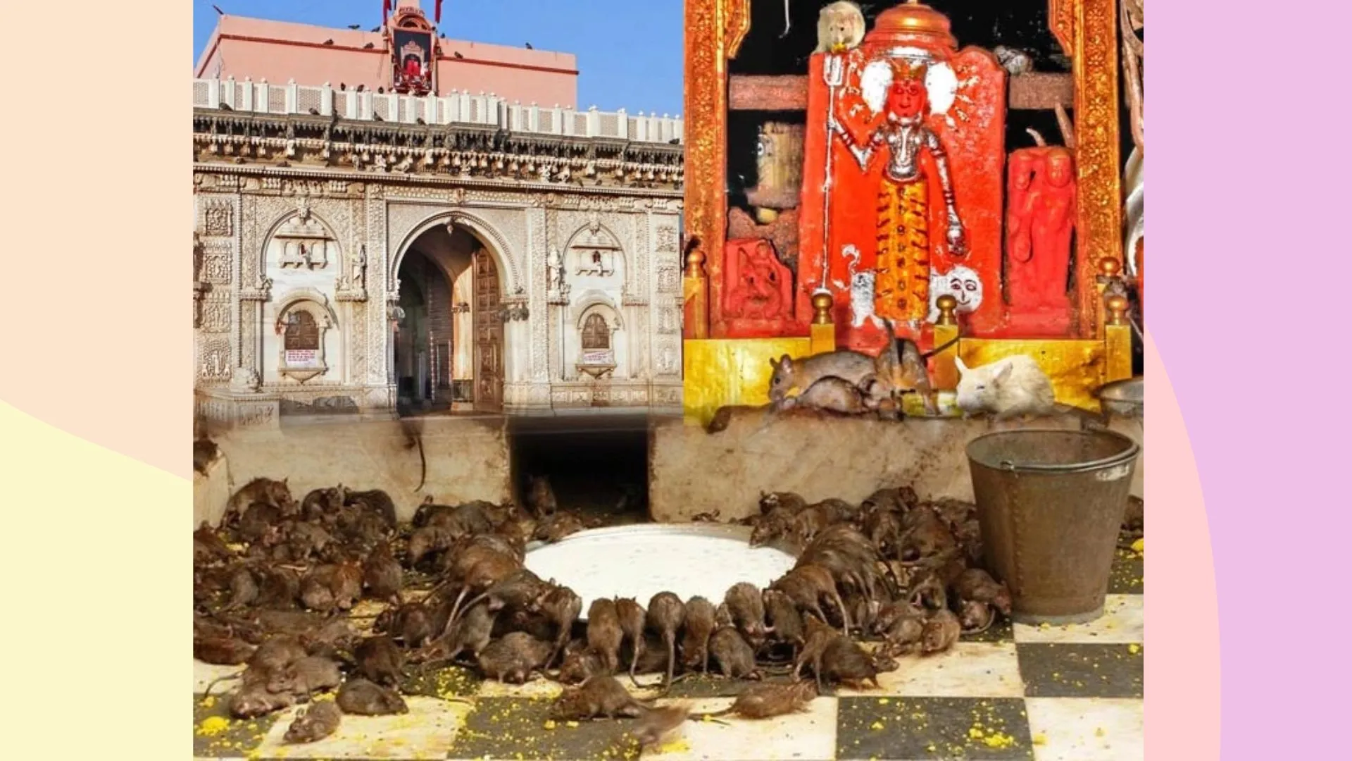 25000 चूहों के कारण मशहूर बीकानेर का करणी माता का मंदिर, पैर घसीटकर चलते हैं भक्त